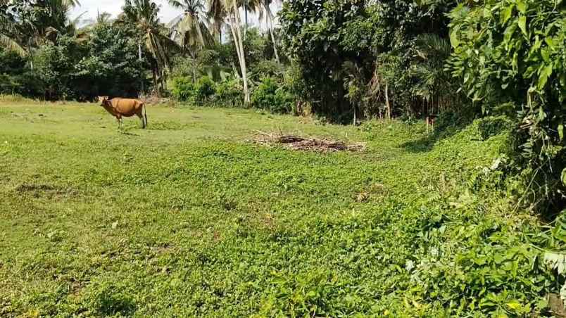 dijual tanah desa bajera selemadeg