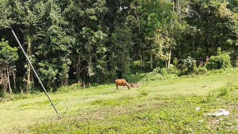 dijual tanah desa bajera selemadeg