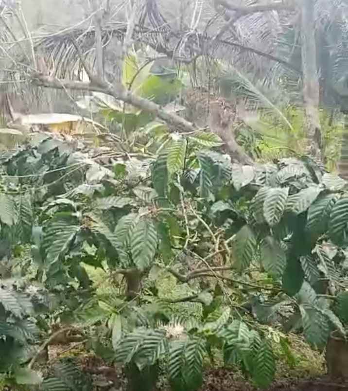 dijual tanah desa belimbing pupuan