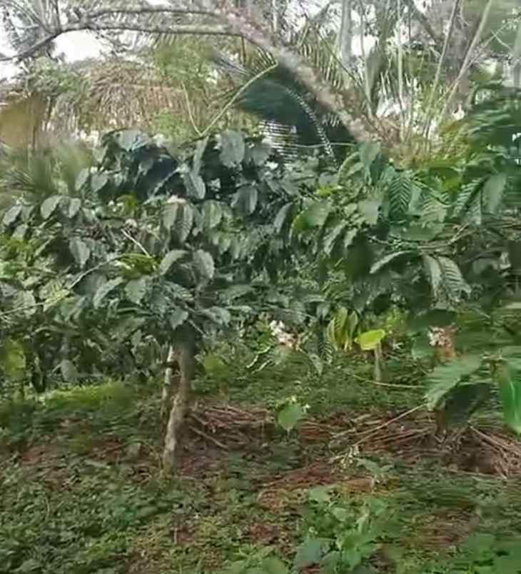 dijual tanah desa belimbing pupuan