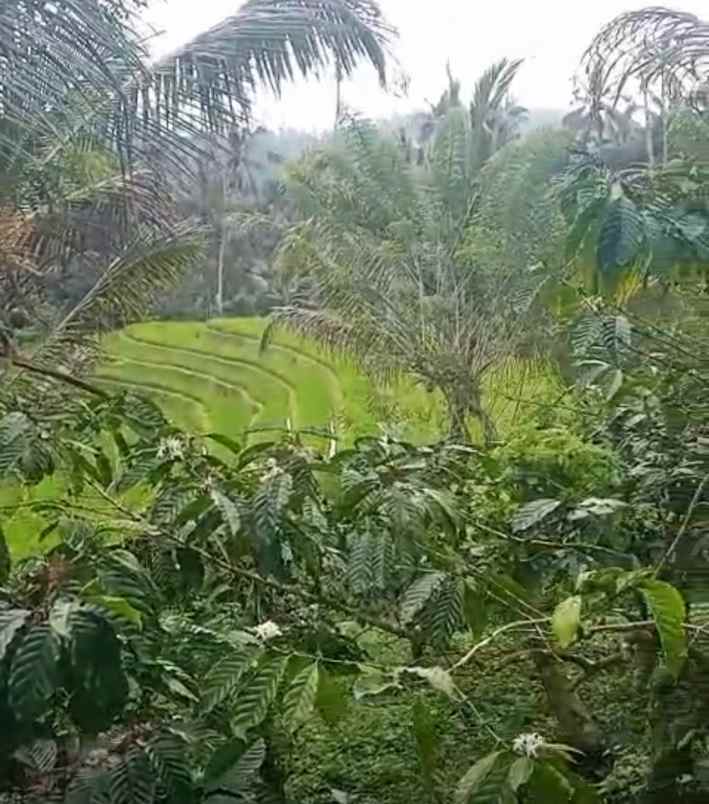 dijual tanah desa belimbing pupuan