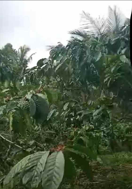 dijual tanah desa belimbing pupuan