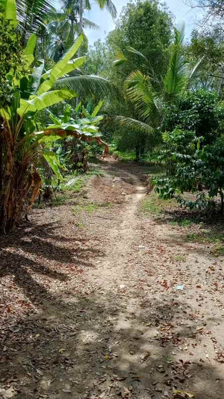 dijual tanah desa belimbing pupuan