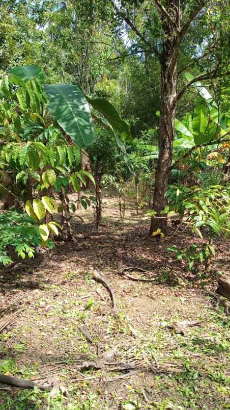 dijual tanah desa belimbing pupuan