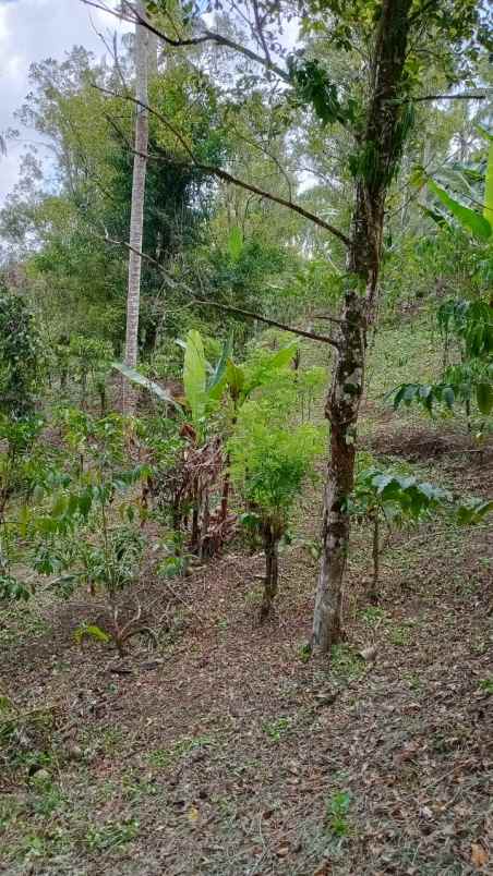 dijual tanah desa belimbing pupuan
