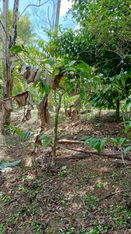 dijual tanah desa belimbing pupuan
