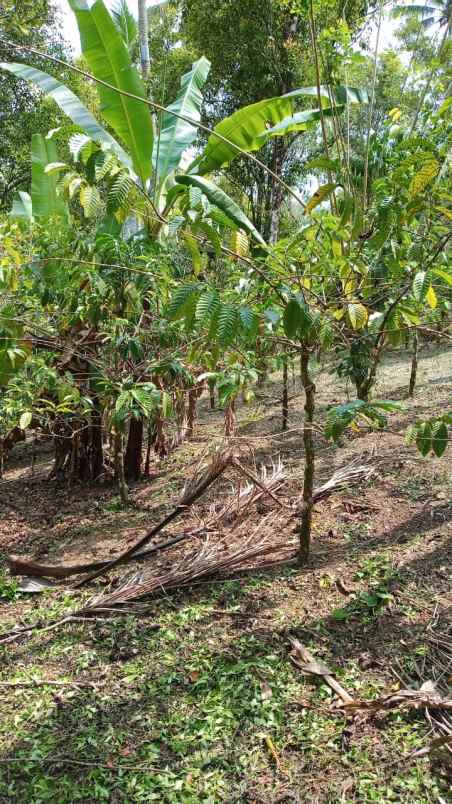 dijual tanah desa belimbing pupuan