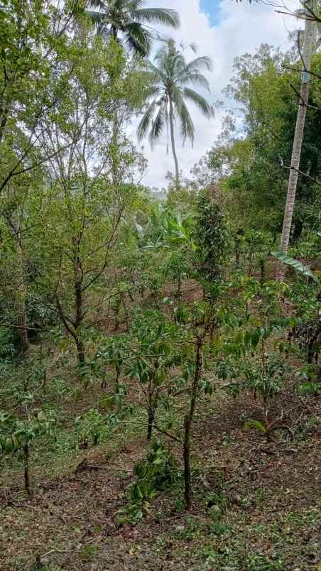 dijual tanah desa belimbing pupuan