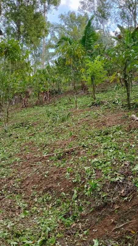 dijual tanah desa belimbing pupuan