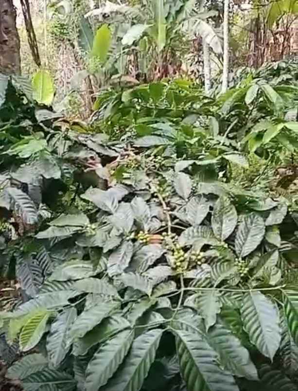 dijual tanah desa bongancina buleleng bali