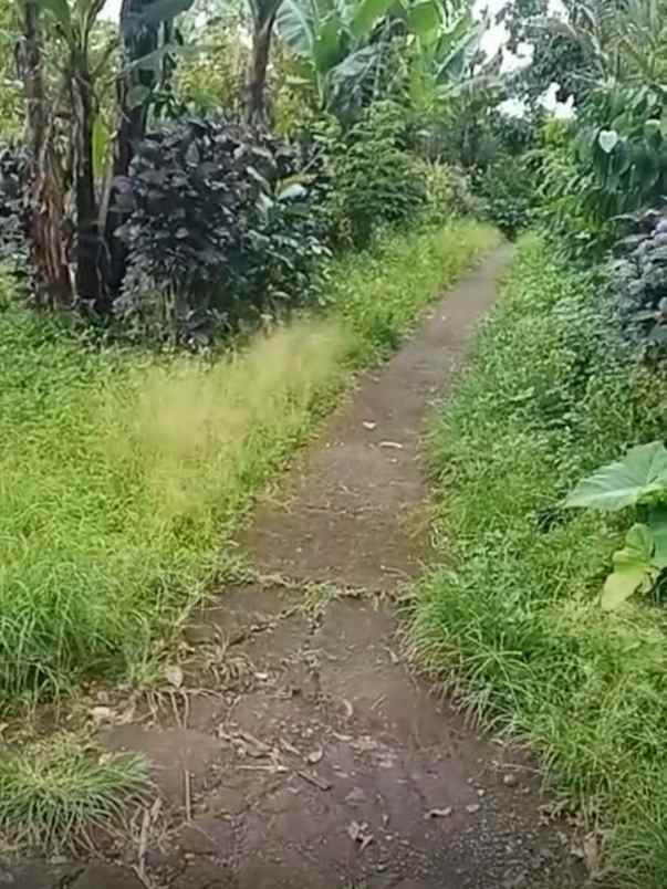dijual tanah desa bongancina buleleng bali