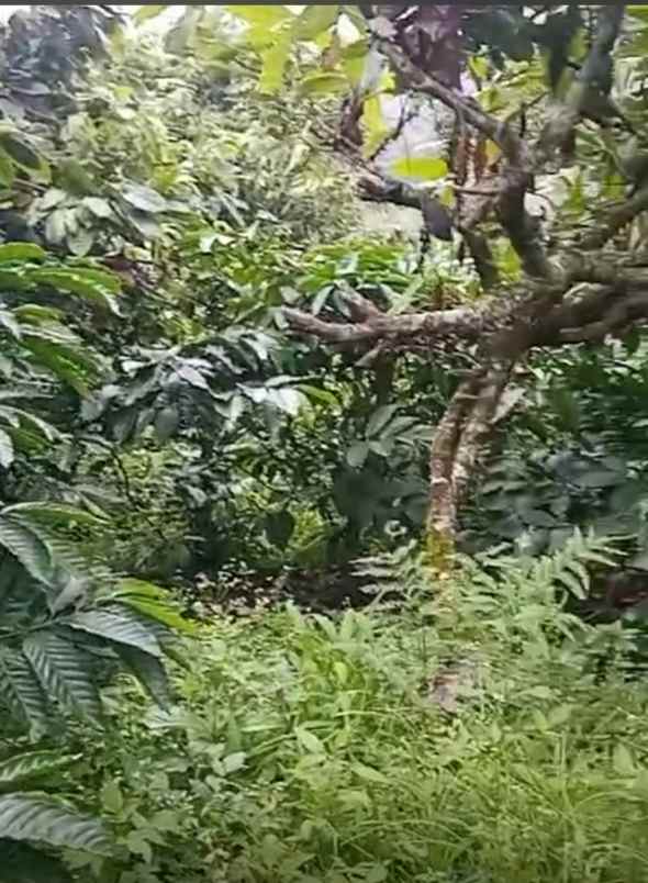 dijual tanah desa bongancina buleleng bali
