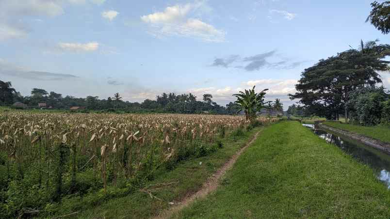 dijual tanah desa kembiritan kec