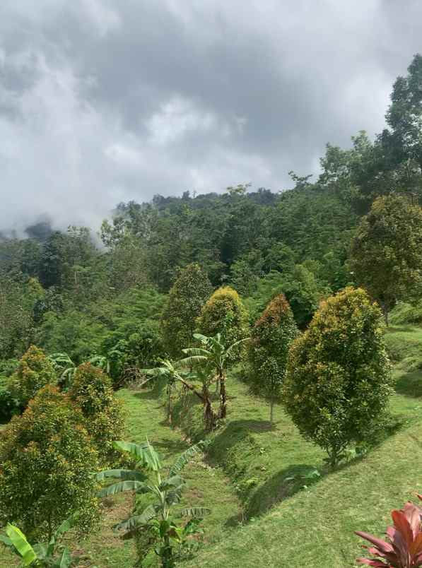 dijual tanah desa lemukih buleleng bali