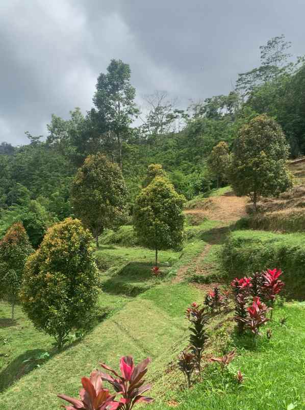 dijual tanah desa lemukih buleleng bali
