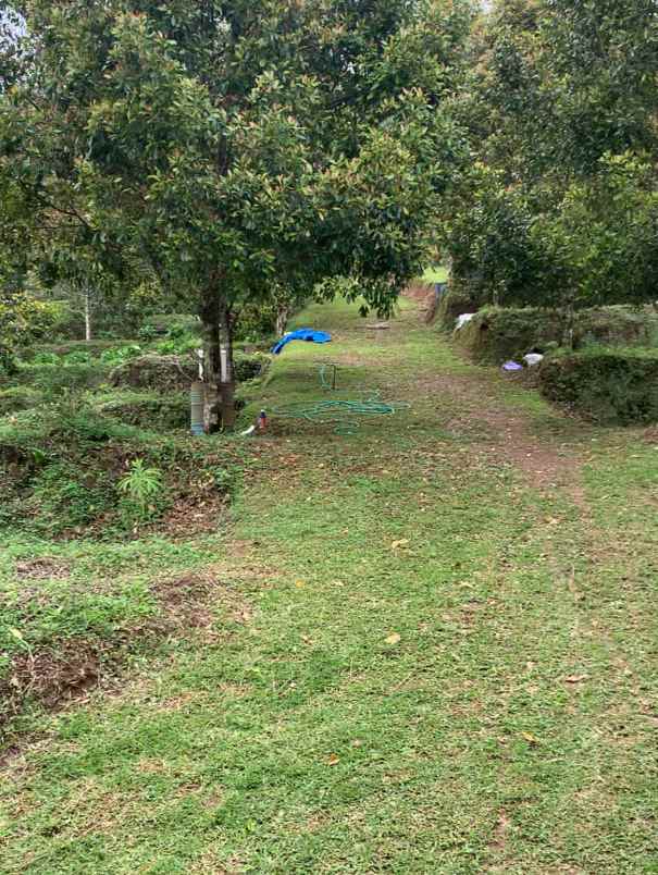 dijual tanah desa lemukih buleleng bali