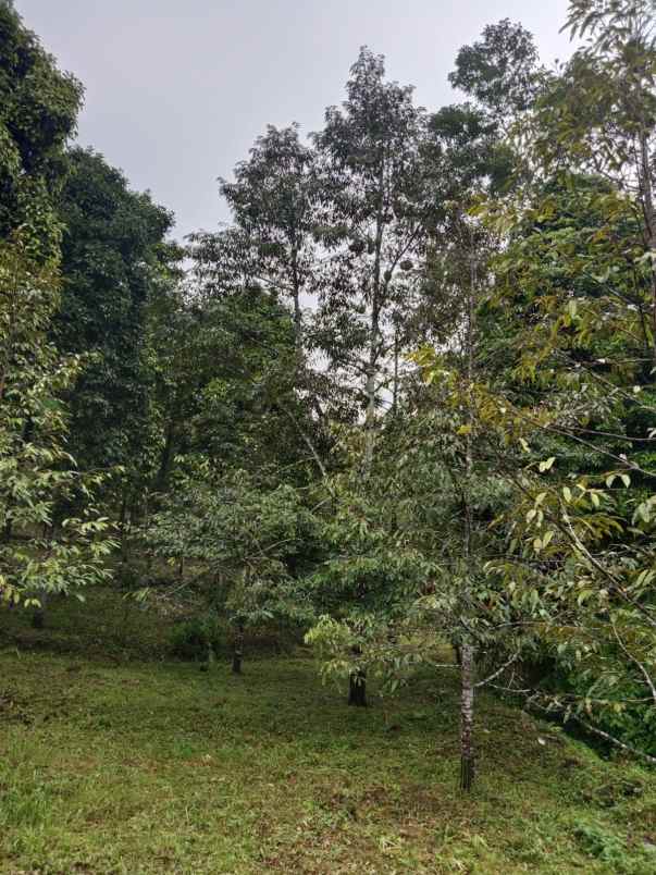 dijual tanah desa lemukih buleleng bali