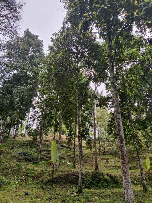 dijual tanah desa lemukih buleleng bali