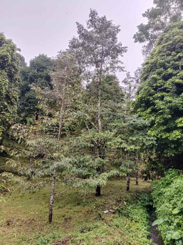 dijual tanah desa lemukih buleleng bali