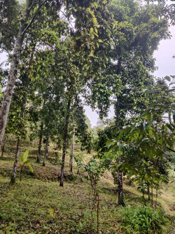 dijual tanah desa lemukih buleleng bali