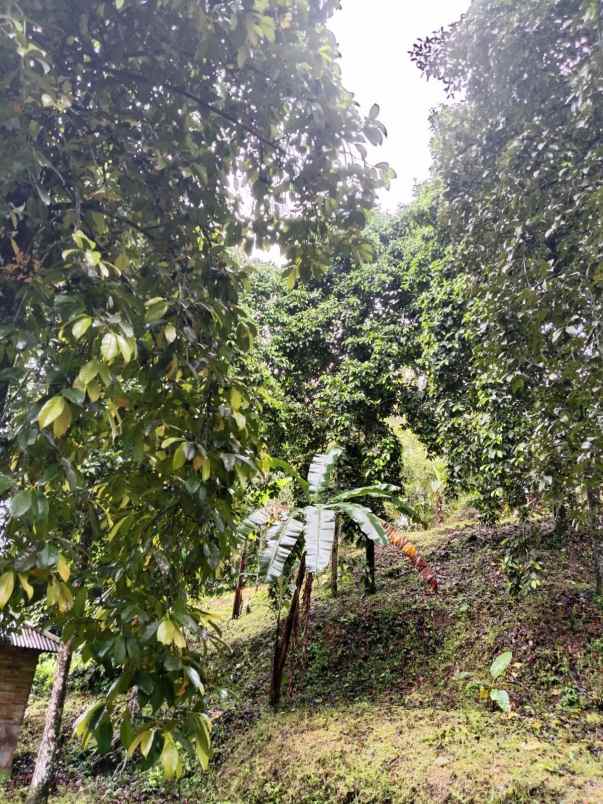 dijual tanah desa lemukih buleleng bali