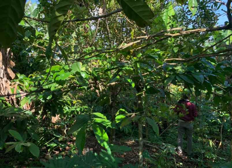 dijual tanah desa sukasada buleleng bali