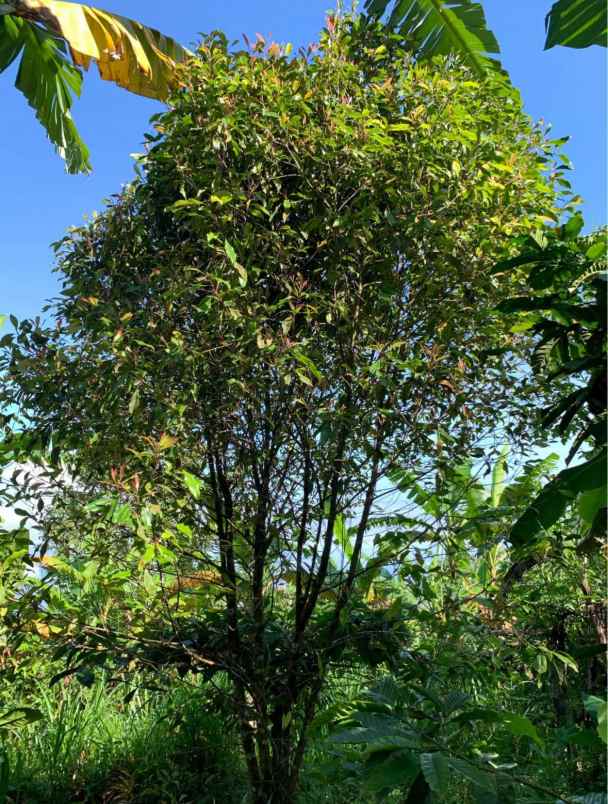 dijual tanah desa sukasada buleleng bali