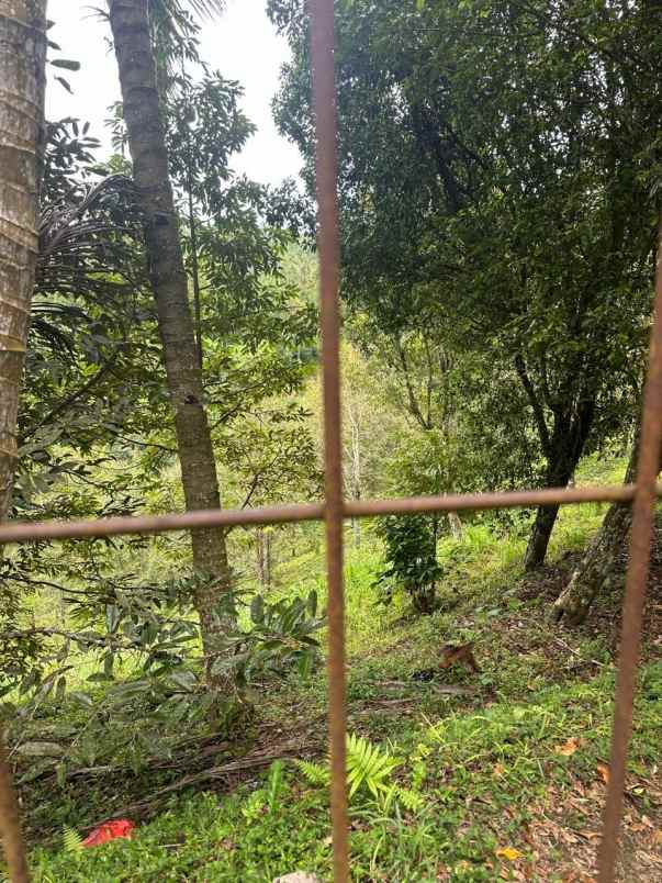 dijual tanah desa tinggarsari buleleng bali