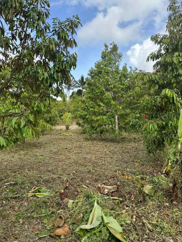 dijual tanah desa tinggarsari buleleng bali
