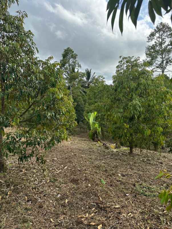 dijual tanah desa tinggarsari buleleng bali