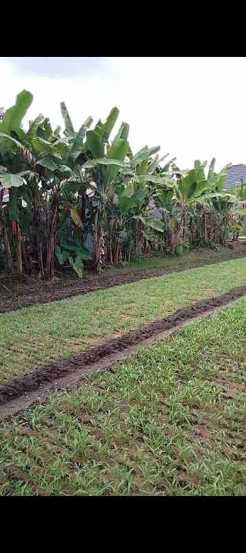 dijual tanah di jl kartama dekat auri harga 250 juta