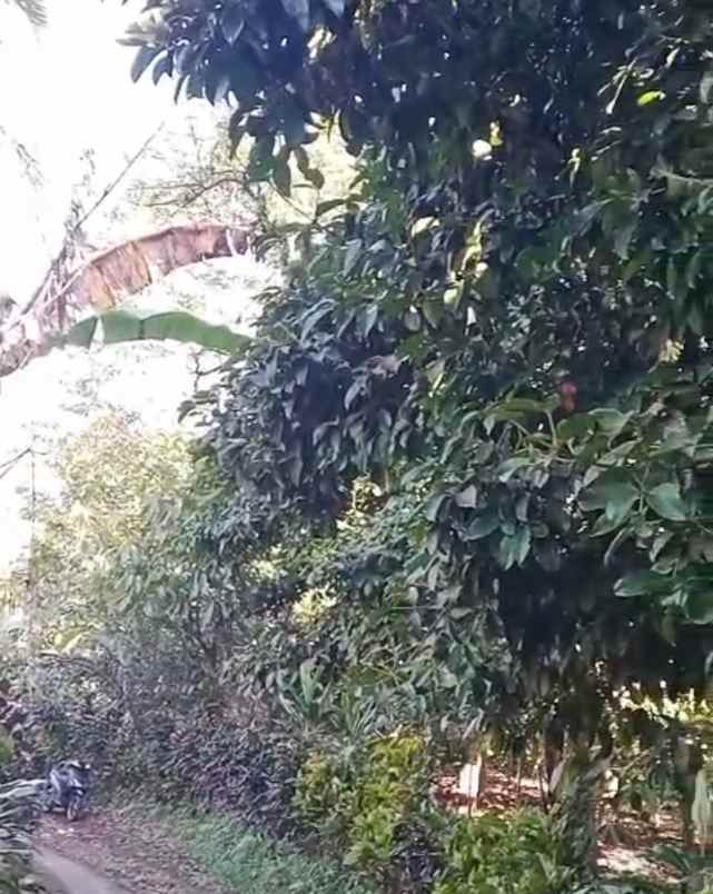 dijual tanah galiukir pupuan tabanan bali