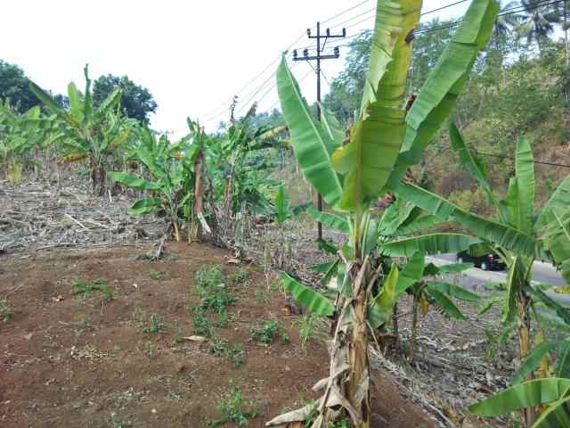 dijual tanah jalan raya lintas sumatera