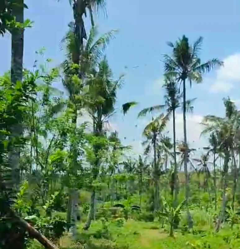 dijual tanah jembrana bali