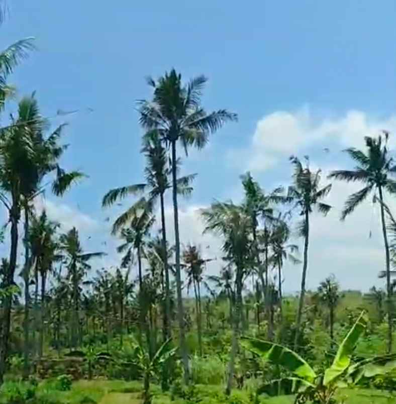 dijual tanah jembrana bali