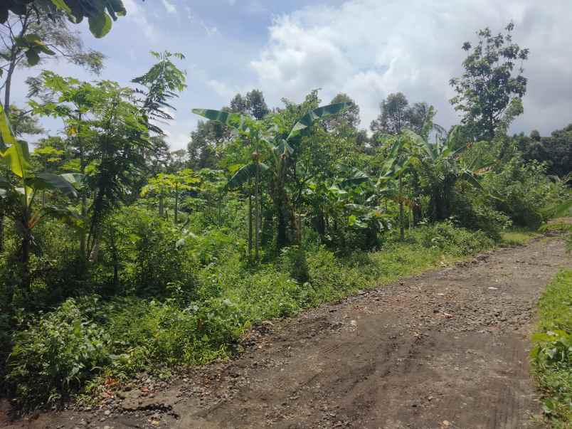 dijual tanah kebun pinggir jalan desa di randobawa