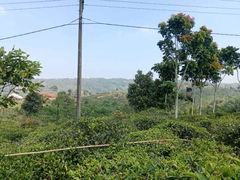 dijual tanah kebun produktif pinggir jalan