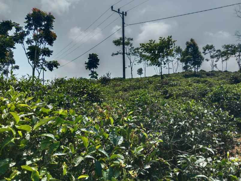 dijual tanah kebun produktif pinggir jalan