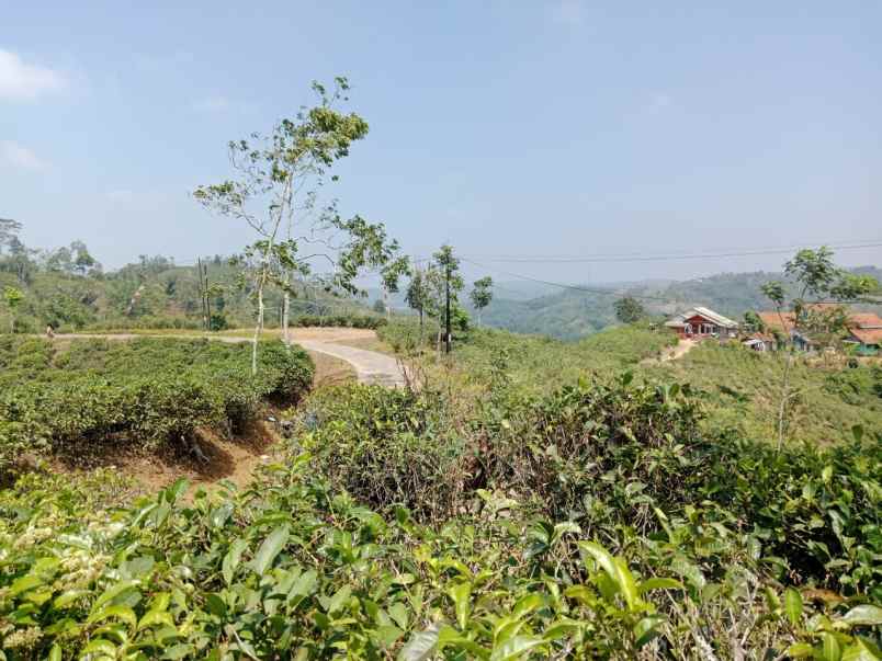 dijual tanah kebun produktif pinggir jalan