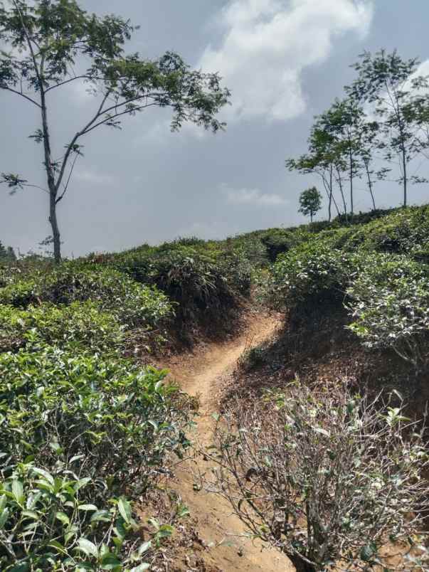 dijual tanah kebun produktif pinggir jalan