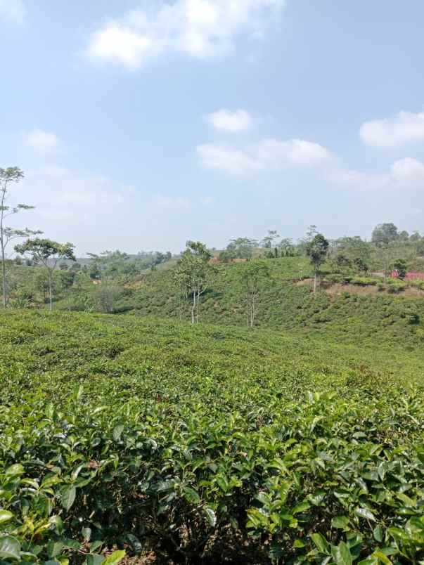 dijual tanah kebun produktif pinggir jalan