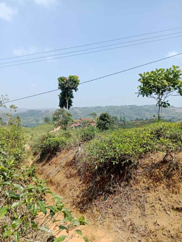 dijual tanah kebun produktif pinggir jalan