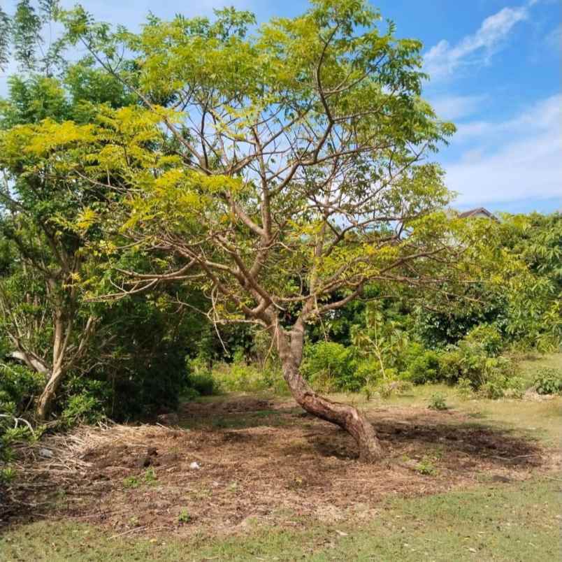 dijual tanah melangkaja