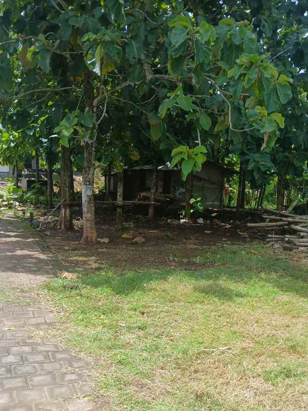 dijual tanah melangkaja