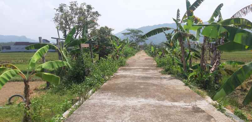 dijual tanah murah ditengah kota pacitan