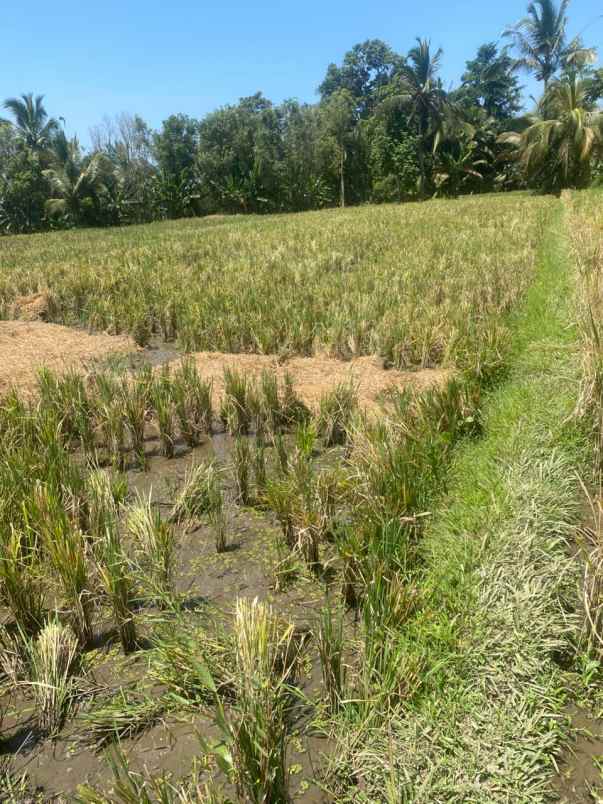 dijual tanah penatahan penebel tabanan bali