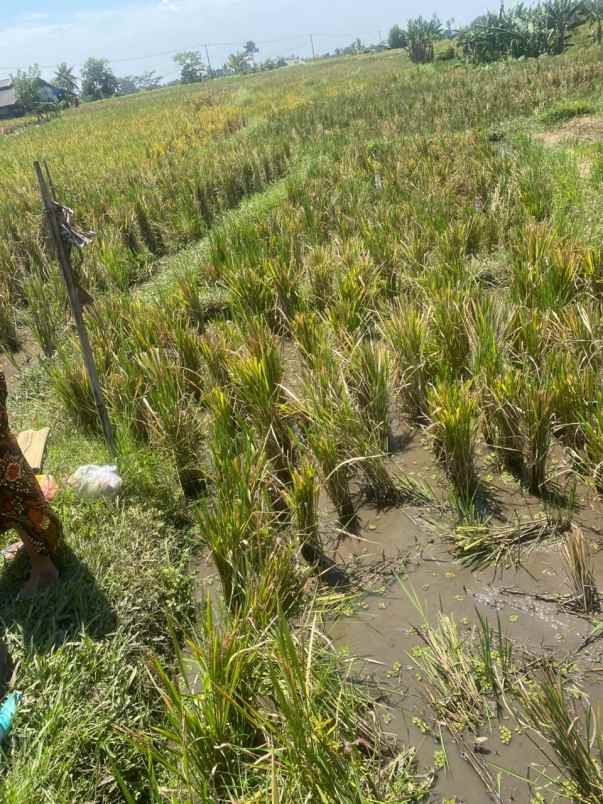 dijual tanah penatahan penebel tabanan bali