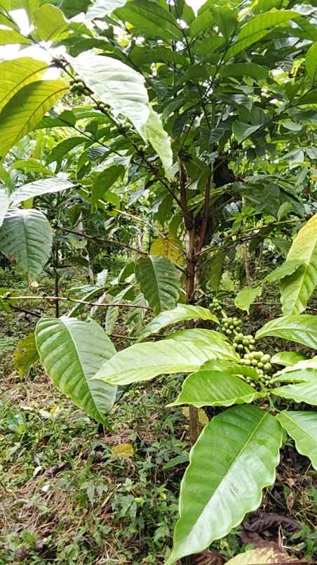 dijual tanah pupuan tabanan bali