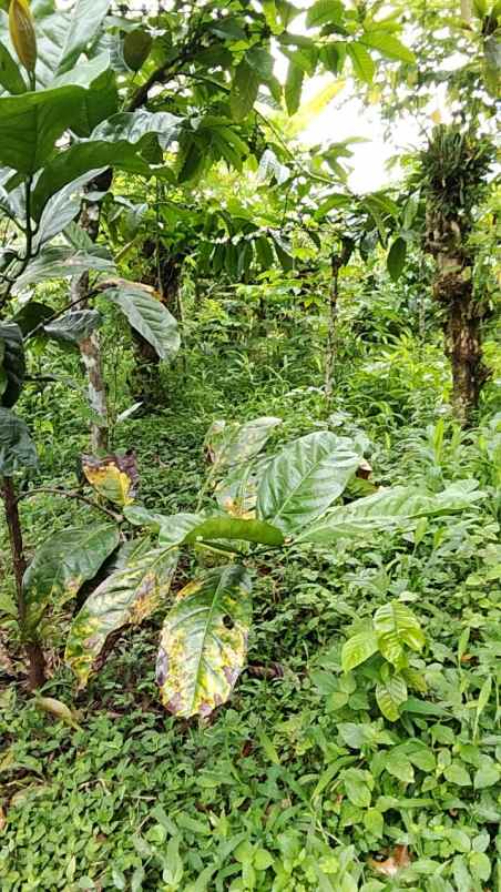 dijual tanah pupuan tabanan bali