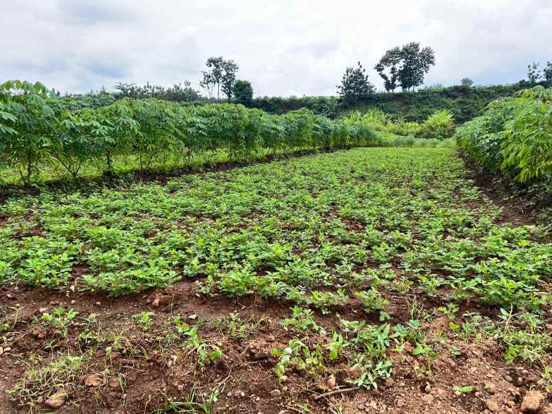 dijual tanah sawah 2100m kedawung sragen